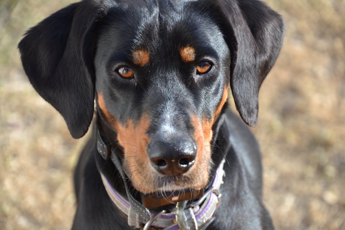 K9 - Canine Mental Health?