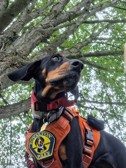 Skye Patch