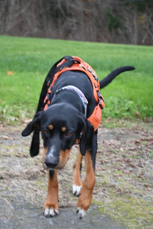 Skye Patch